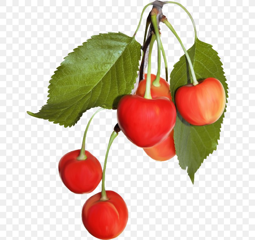 Cherry Cerasus Blog Malpighia Glabra, PNG, 650x770px, Cherry, Accessory Fruit, Acerola, Acerola Family, Berry Download Free