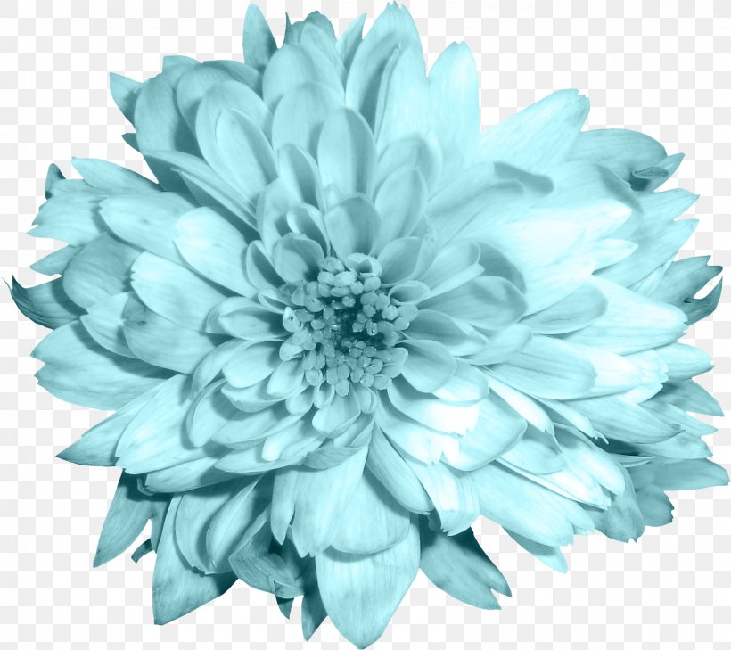Cut Flowers Chrysanthemum Blue, PNG, 1619x1441px, Flower, Blue, Chrysanthemum, Chrysanths, Cut Flowers Download Free