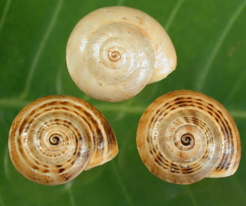 Gastropods Sea Snail Seashell Gastropod Shell, PNG, 1772x1488px, Gastropods, Conch, Conchology, Cone Snails, Cornu Aspersum Download Free