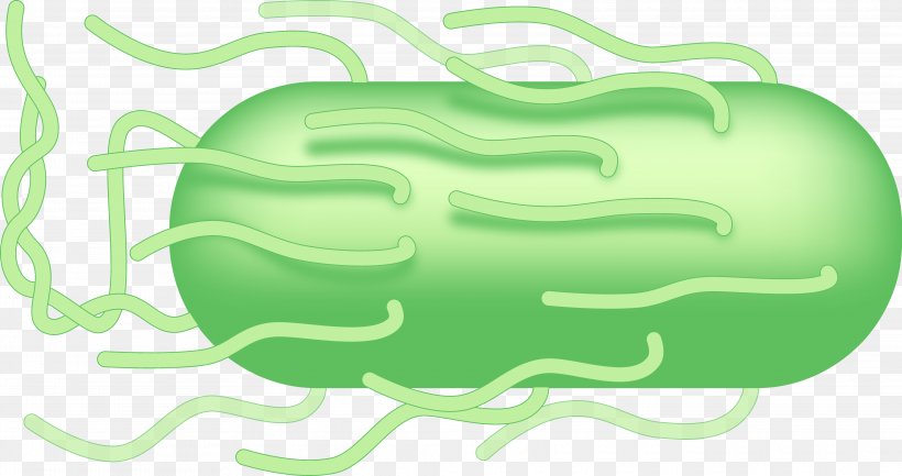 Green Clip Art, PNG, 4150x2193px, Green, Grass, Organism, Text, Yellow Download Free