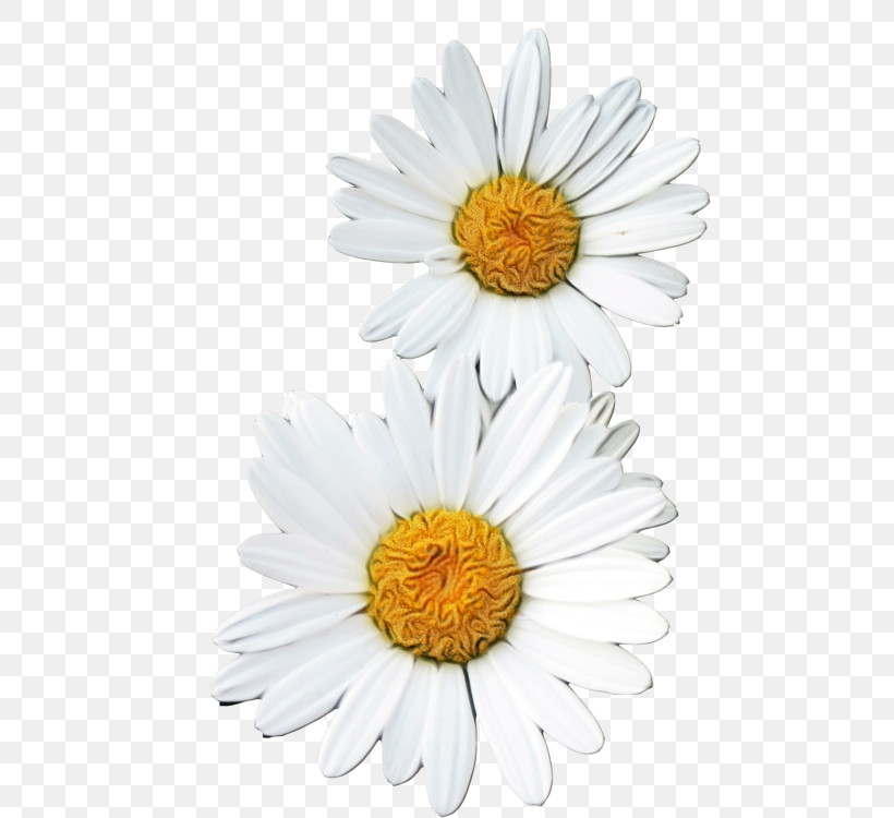 Oxeye Daisy Transvaal Daisy Marguerite Daisy Chrysanthemum Roman Chamomile, PNG, 494x750px, Watercolor, Argyranthemum, Aster, Chamomiles, Chrysanthemum Download Free