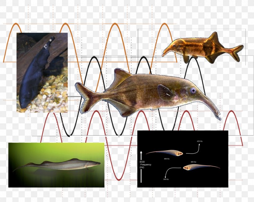 Platypus Electric Fish Electrocommunication Animal Communication Electroreception, PNG, 1200x959px, Platypus, Animal, Animal Communication, Aquatic Animal, Catfish Download Free