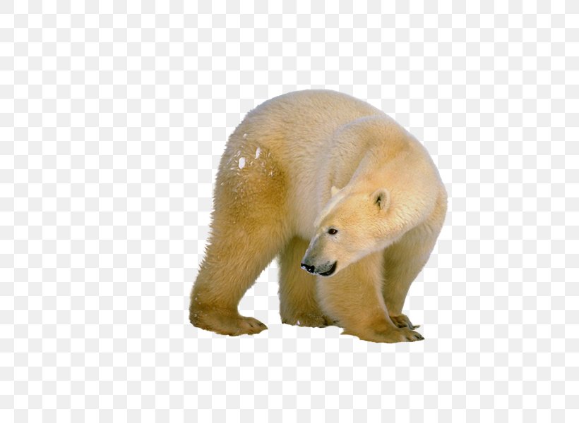 Polar Bear Download, PNG, 800x600px, Polar Bear, Animal, Animal Figure, Bear, Carnivoran Download Free