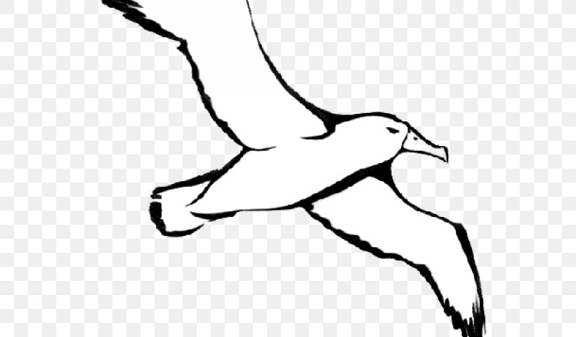 Bird Line Drawing, PNG, 640x480px, Albatross, Arm, Beak, Bird, Blackandwhite Download Free