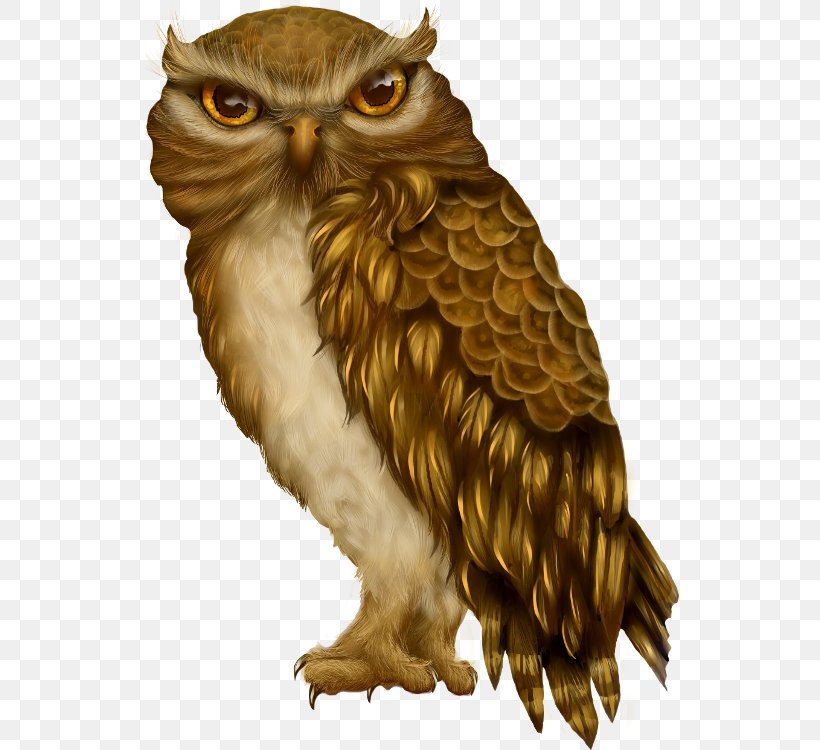 Owl Bird Beak Clip Art, PNG, 538x750px, Owl, Animal, Barn Owl, Beak, Bird Download Free