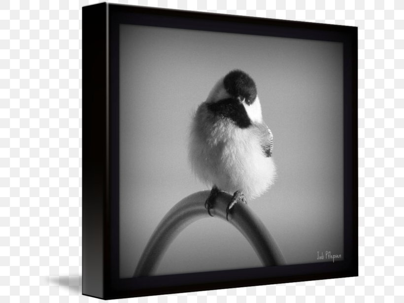 Picture Frames Beak White, PNG, 650x615px, Picture Frames, Beak, Bird, Black And White, Monochrome Download Free