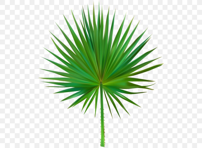 Leaf Asian Palmyra Palm Image Clip Art, PNG, 520x600px, Leaf, Agave, Arecales, Art Museum, Asian Palmyra Palm Download Free