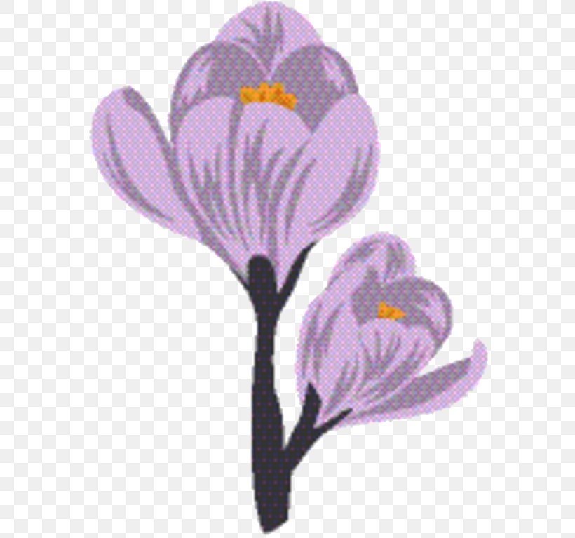 Saffron Flower, PNG, 584x767px, Crocus, Botany, Family, Flower, Flowering Plant Download Free