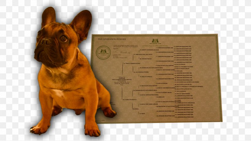 Dog Breed Reproduktor Puppy Gremlin, PNG, 1920x1080px, Dog Breed, Archangel, Breed, Carnivoran, Civil Code Download Free