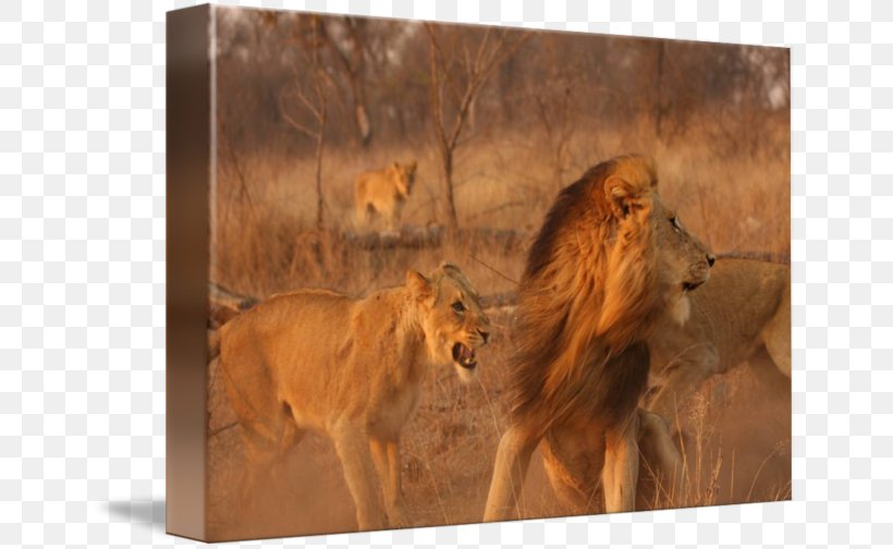East African Lion Maasai Mara Wildlife Terrestrial Animal, PNG, 650x504px, East African Lion, Animal, Big Cats, Carnivoran, Cat Like Mammal Download Free