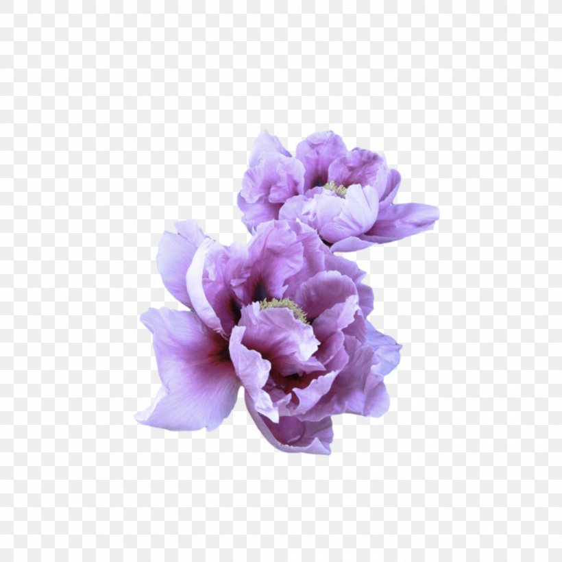 Lavender, PNG, 3000x3000px, Violet, Flower, Flowering Plant, Lavender, Lilac Download Free