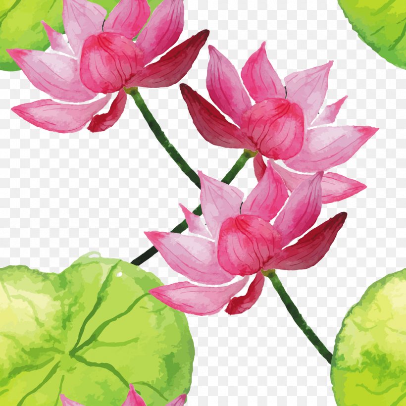 Nelumbo Nucifera Watercolor Painting Illustration, PNG, 1000x1000px, Flower, Aquatic Plant, Cut Flowers, Cyclamen, Flora Download Free