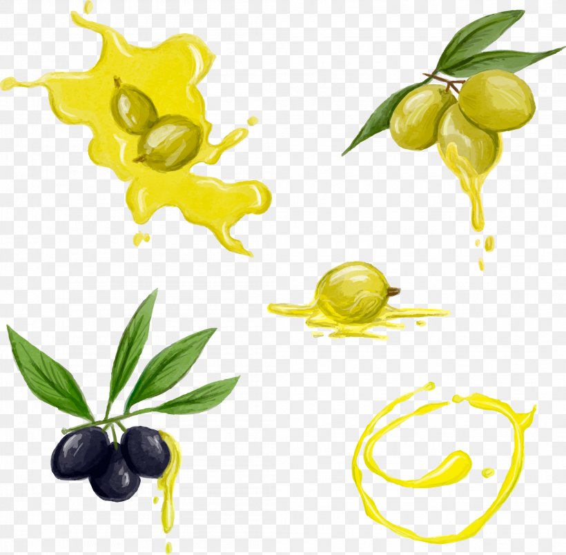 Olive Oil Download Watercolor Painting, PNG, 2108x2069px, Olive, Branch, Citrus, Flower, Flowering Plant Download Free
