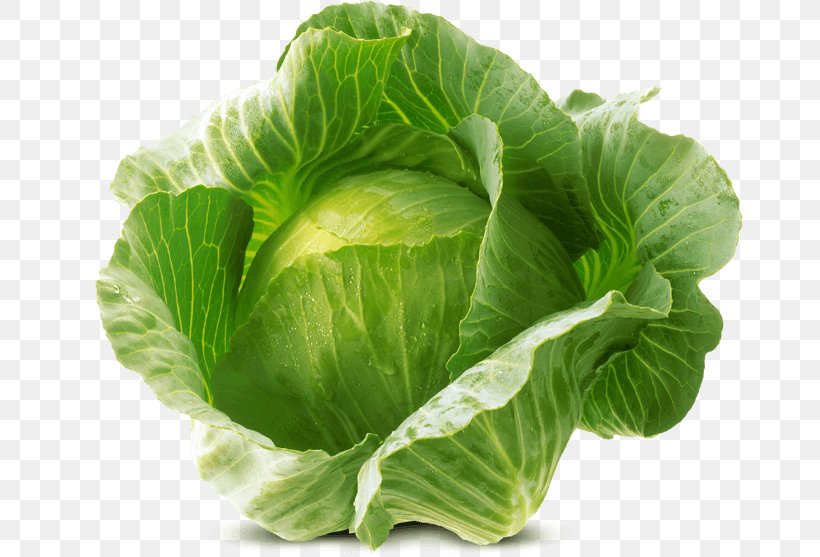 Romaine Lettuce Holy Basil Cruciferous Vegetables Lemon Basil, PNG, 800x557px, Romaine Lettuce, Basil, Cabbage, Choy Sum, Collard Greens Download Free