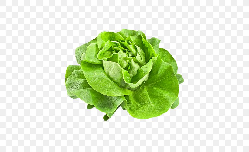 Butterhead Lettuce Vegetable Iceberg Lettuce Salad, PNG, 500x500px, Butterhead Lettuce, Chard, Collard Greens, Cruciferous Vegetables, Food Download Free