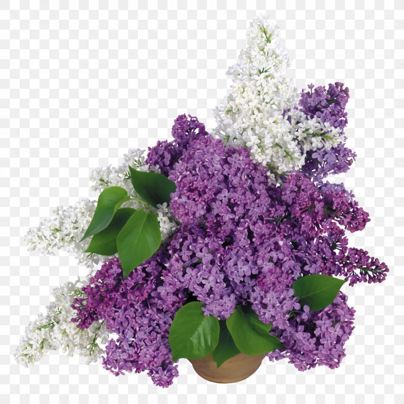 Desktop Wallpaper Common Lilac Display Resolution, PNG, 1599x1600px, Common Lilac, Annual Plant, Cut Flowers, Display Resolution, Flower Download Free