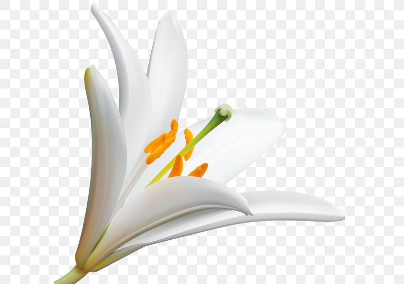 Easter Lily Flower Petal Floral Design Floristry, PNG, 600x578px, Easter Lily, Close Up, Common Sunflower, Flora, Floral Design Download Free