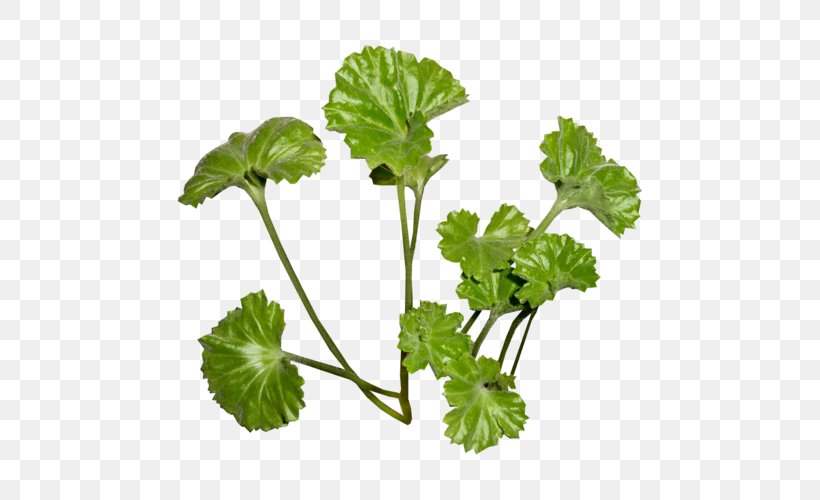 Parsley Leaf Clip Art, PNG, 500x500px, Parsley, Data Compression, Flowerpot, Herb, Herbaceous Plant Download Free