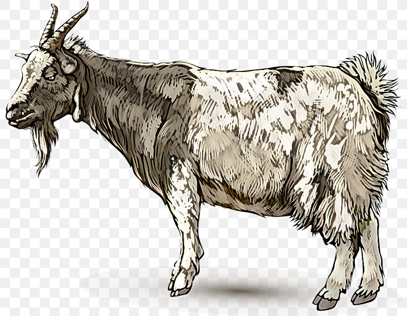 Bovine Cow-goat Family Ox Horn Livestock, PNG, 800x637px, Bovine, Animal Figure, Bull, Cowgoat Family, Drawing Download Free