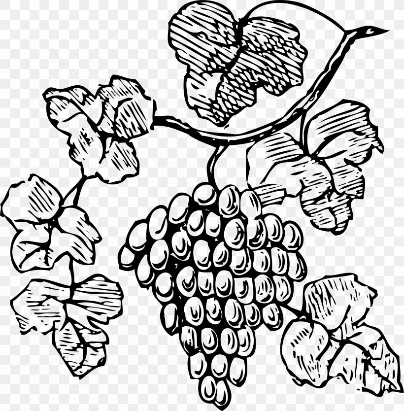 Common Grape Vine Decorative Borders Clip Art, PNG, 2358x2400px, Common Grape Vine, Art, Black And White, Coloring Book, Decorative Borders Download Free