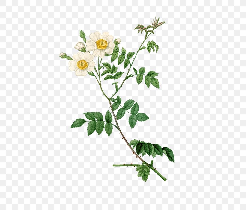 Dog-rose Botany Brocante Collection Plant Stem Subshrub, PNG, 485x700px, Dogrose, Art, Art Nouveau, Botany, Branch Download Free