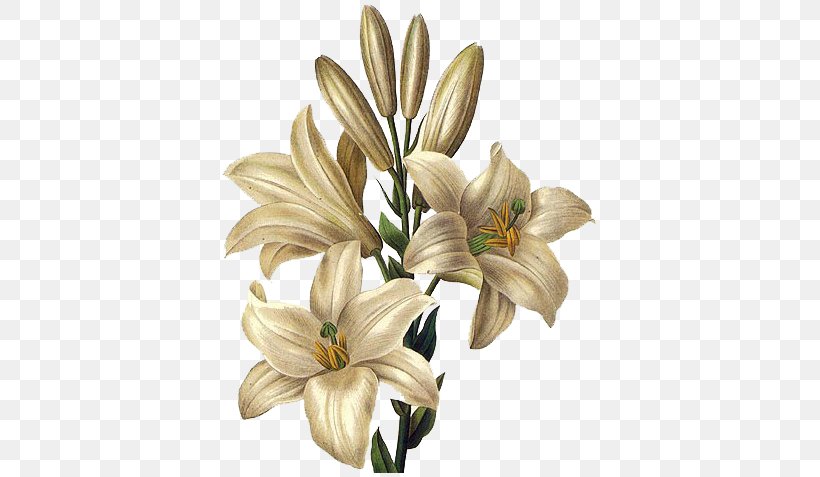 Lilium Candidum Drawing Flower Painting Easter Lily, PNG, 395x477px, Lilium Candidum, Art, Botanical Illustration, Botany, Cut Flowers Download Free