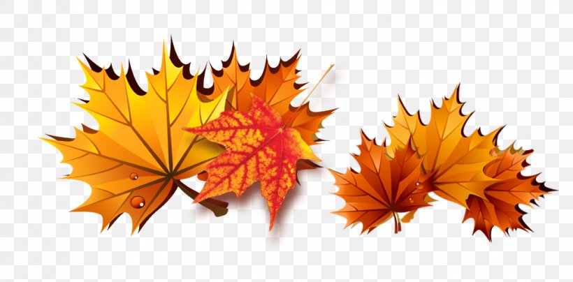 Maple Leaf, PNG, 1005x496px, Maple Leaf, Autumn, Fundal, Green, Leaf Download Free