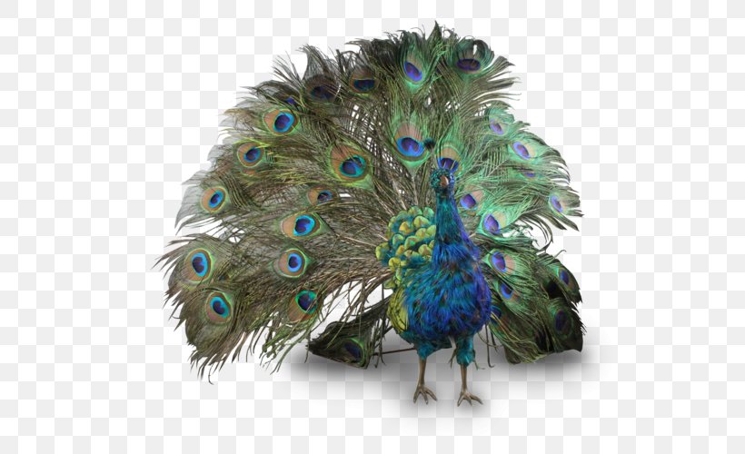 Peafowl Clip Art, PNG, 557x500px, Bird, Asiatic Peafowl, Beak, Feather, Galliformes Download Free