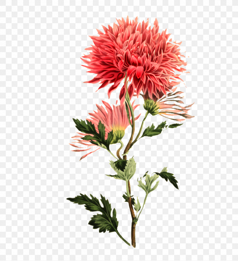 Plant Stem Chrysanthemum Safflower Cut Flowers Annual Plant, PNG, 1164x1280px, Plant Stem, Annual Plant, Biology, Chrysanthemum, Cut Flowers Download Free