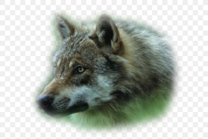 Alaskan Tundra Wolf Coyote Dhole Wolfdog, PNG, 650x546px, Alaskan Tundra Wolf, Animal, Bozkurt, Canis, Canis Lupus Tundrarum Download Free