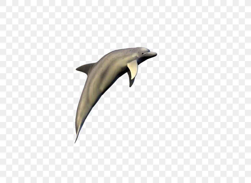 Common Bottlenose Dolphin Tucuxi Porpoise Fauna Wildlife, PNG, 800x600px, Common Bottlenose Dolphin, Bottlenose Dolphin, Dolphin, Fauna, Fin Download Free