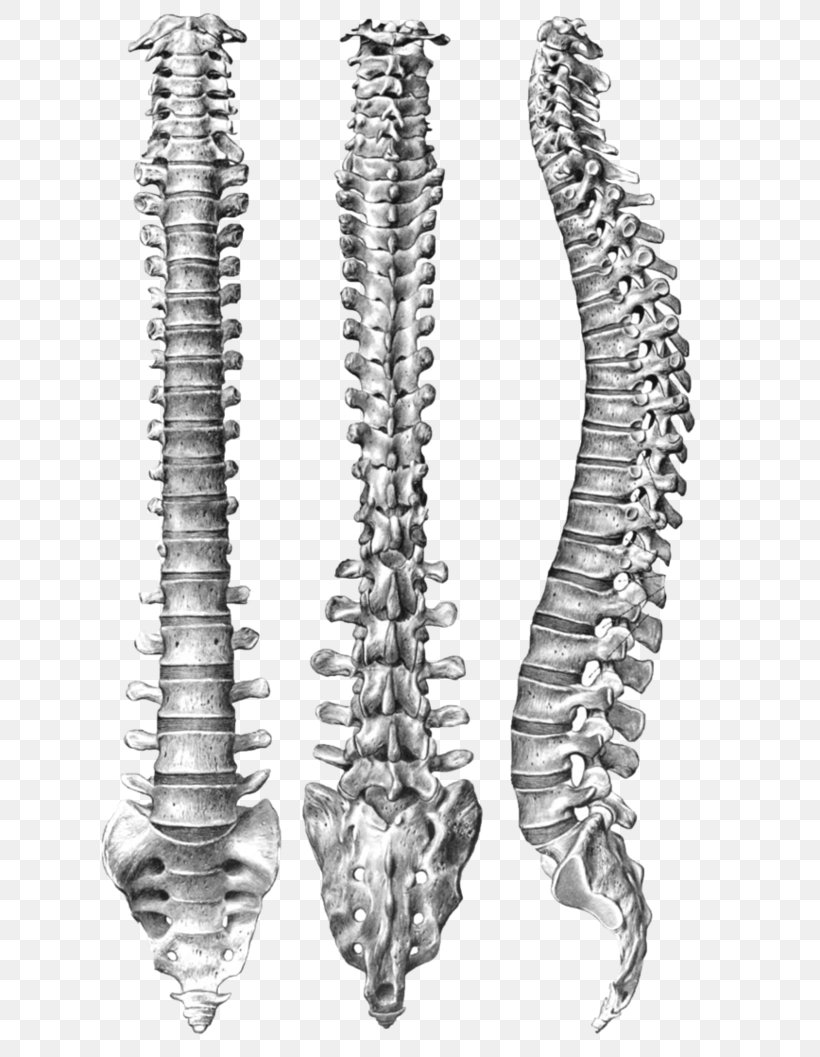 Human Vertebral Column Spinal Anatomy Human Body, PNG, 756x1057px, Human Vertebral Column, Anatomy, Black And White, Body Jewelry, Bone Download Free