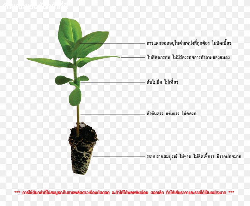 Leaf Plant Stem Flowerpot, PNG, 958x792px, Leaf, Flowerpot, Organism, Plant, Plant Stem Download Free