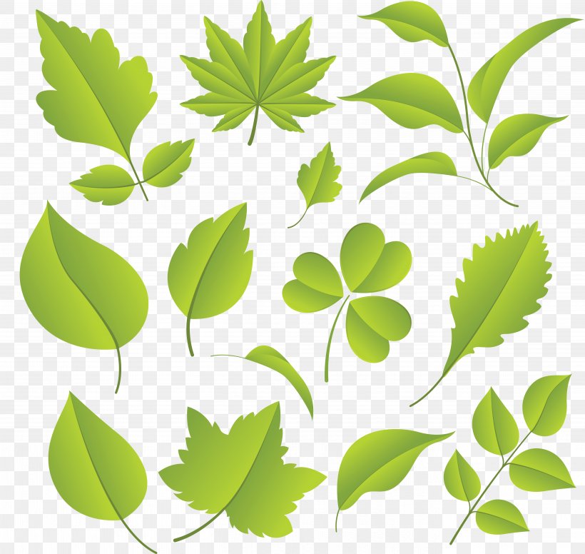 Plant Download Leaf, PNG, 5413x5129px, Plant, Branch, Flower, Grass, Green Download Free