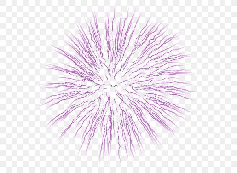 Clip Art Image Fireworks Vector Graphics, PNG, 582x600px, Fireworks, Drawing, Organism, Petal, Pink Download Free