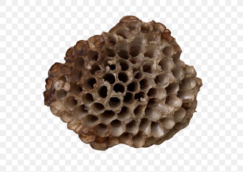 Honeycomb Nest Wasp, PNG, 820x582px, Honeycomb, Beehive, Hexagon, Honeycomb Structure, Insect Download Free