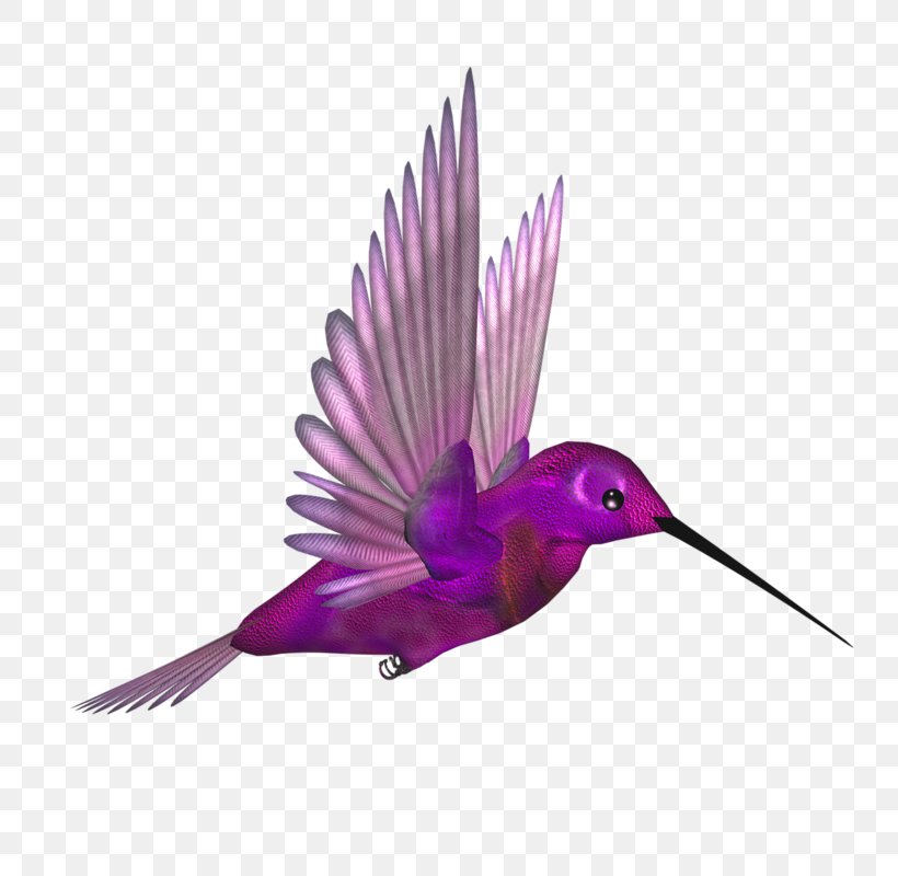 Hummingbird Flight Beak Wing, PNG, 800x800px, Hummingbird, Beak, Bird, Bird Flight, Feather Download Free
