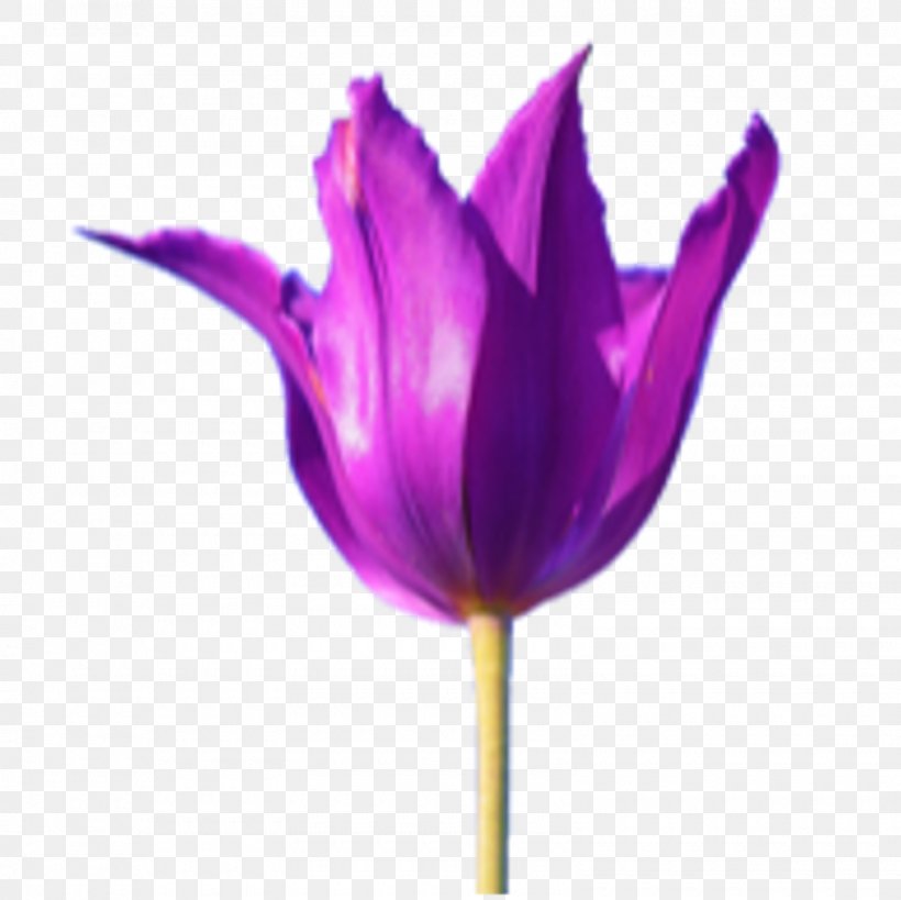 Tulip Crocus Petal Close-up Plant Stem, PNG, 1600x1600px, Tulip, Closeup, Crocus, Flower, Flowering Plant Download Free