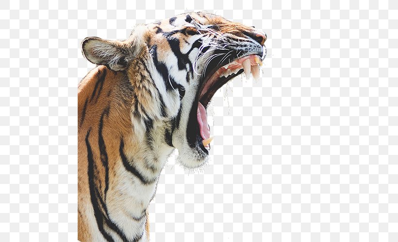 Felidae Bengal Tiger Lion Cougar Cat, PNG, 500x500px, Felidae, Animal, Bengal Tiger, Big Cat, Big Cats Download Free
