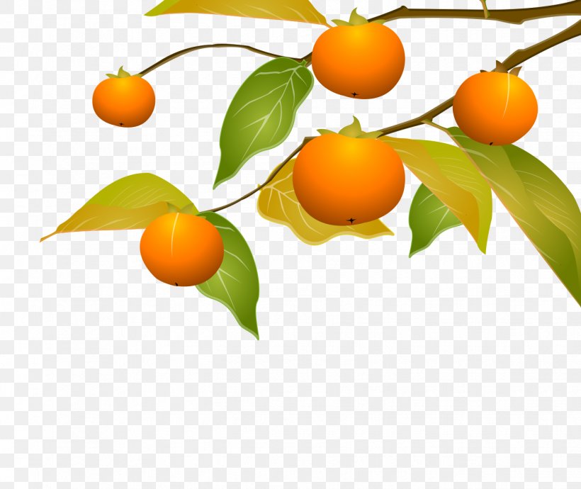 Kumquat Tangerine Persimmon Clementine, PNG, 1341x1129px, Kumquat, Apricot, Bitter Orange, Branch, Calamondin Download Free