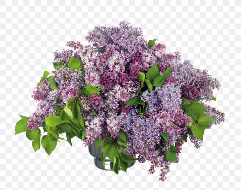 Lilac Desktop Wallpaper Flower Bouquet Clip Art, PNG, 1600x1264px, Lilac, Branch, Color, Cut Flowers, Display Resolution Download Free