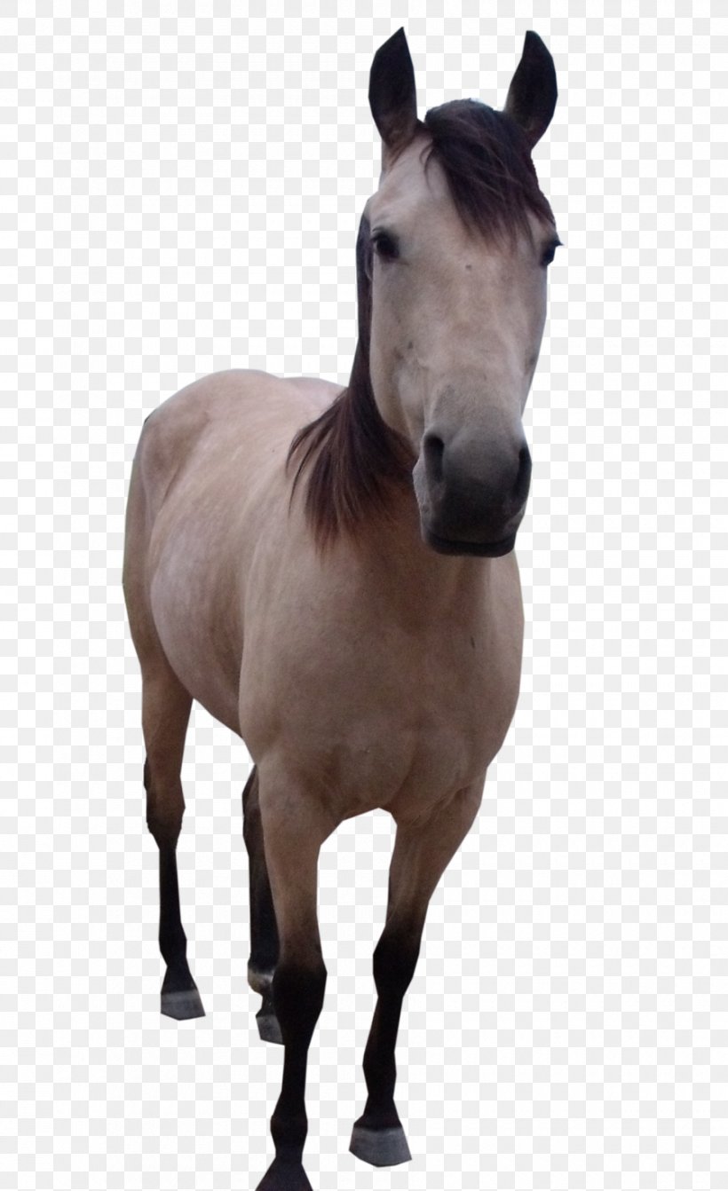 Mule Mustang, PNG, 900x1473px, Mule, Bridle, Colt, Computer Network, Halter Download Free