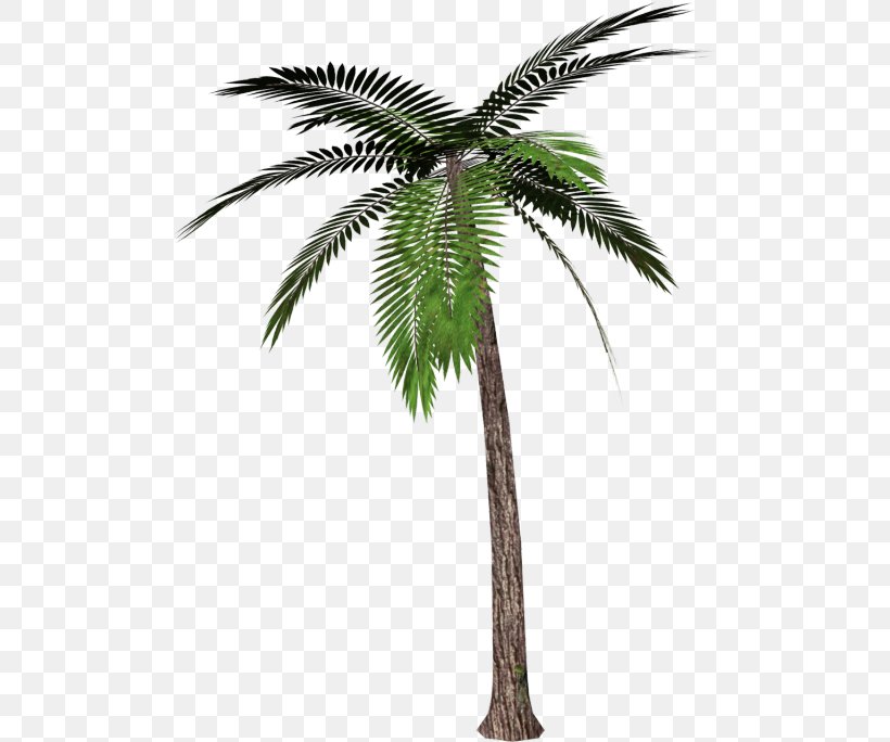 Clip Art Palm Trees Transparency Mexican Fan Palm, PNG, 500x684px, Palm Trees, Arecales, Attalea Speciosa, Borassus Flabellifer, California Palm Download Free