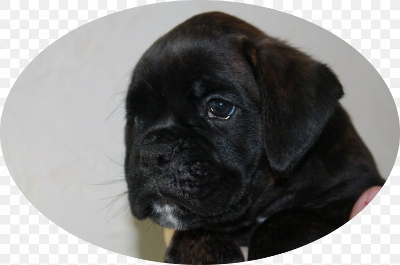 Puggle Bullmastiff Boxer Cane Corso, PNG, 1191x789px, Puggle, Boxer, Breed, Bulldog, Bullmastiff Download Free