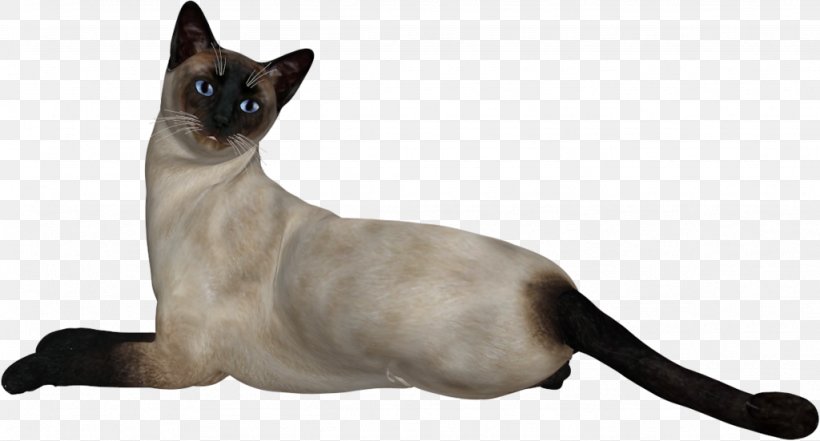 Siamese Cat Congenital Sensorineural Deafness In Cats, PNG, 1024x551px, Siamese Cat, Asian, Burmese, Carnivoran, Cat Download Free
