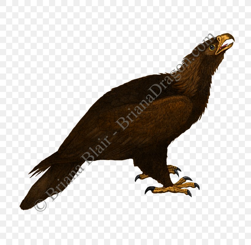 Bird Of Prey Accipitriformes Buzzard Vulture, PNG, 800x800px, Bird, Accipitriformes, Animal, Beak, Bird Of Prey Download Free