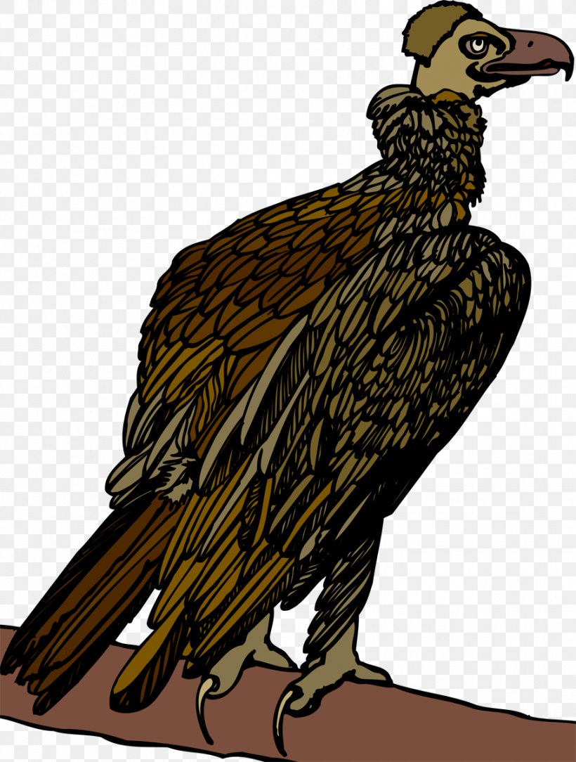 Bird Of Prey Beak Vulture Eagle, PNG, 907x1200px, Bird, Animal, Beak, Bird Of Prey, Eagle Download Free