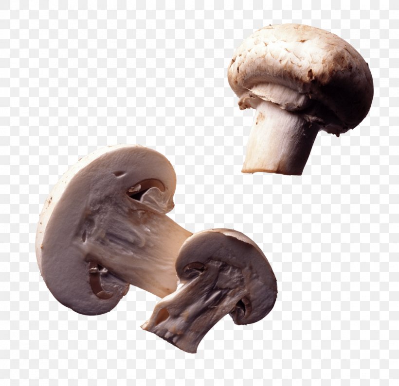 Common Mushroom Edible Mushroom Fungus, PNG, 1031x1000px, Mushroom, Agaricaceae, Agaricomycetes, Agaricus, Champignon Mushroom Download Free