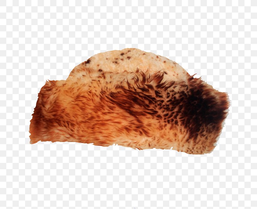 Medicine Snout Medicinal Fungi Fur Mushroom, PNG, 800x667px, Medicine, Fur, Medicinal Fungi, Medicinal Mushroom, Mushroom Download Free