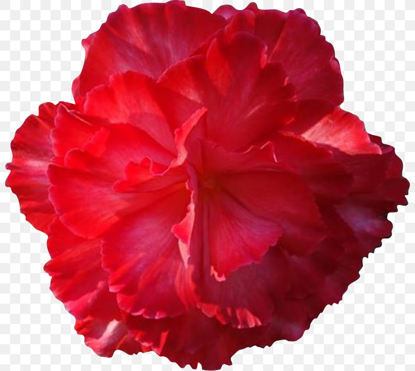 Pink Flowers Rose Clip Art, PNG, 800x733px, Flower, Azalea, Begonia, Blog, Carnation Download Free